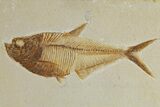 Plate of Two Fossil Fish (Diplomystus) - Wyoming #295609-3